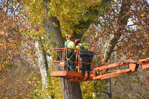 Tree removal Smithville experts in a bucket truck inspecting a tree